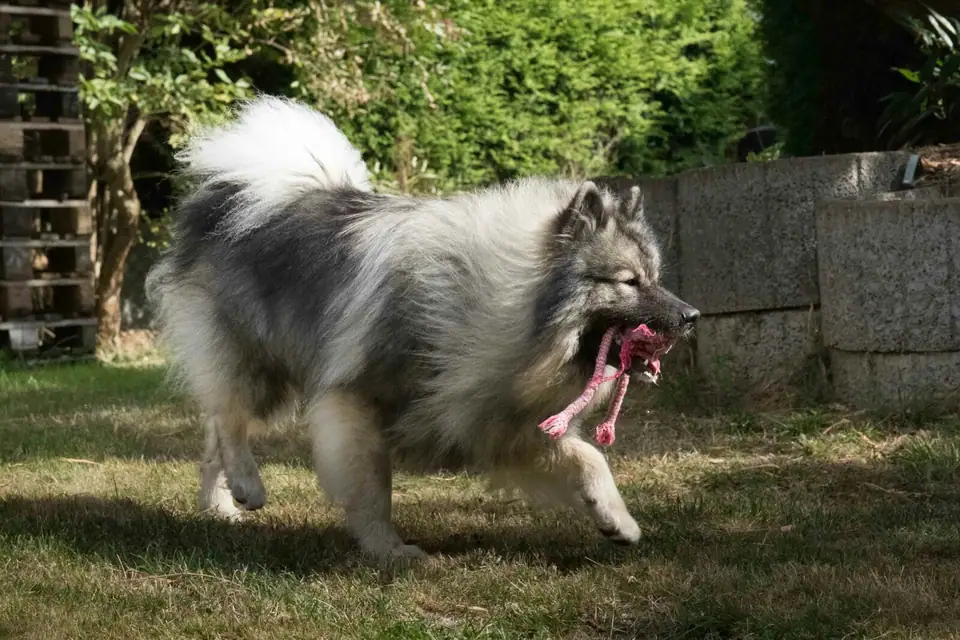 Inka, I-Wurf