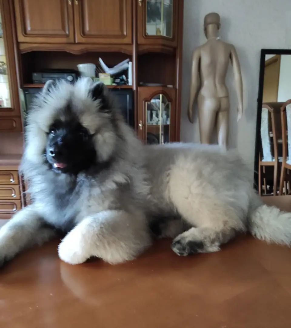 Sir Aslan, S-Wurf