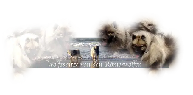 roemerwoelfe.de