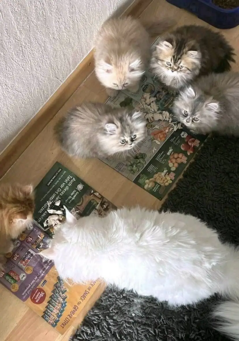Mehrere kleine Perserkatzen auf einem Holzboden