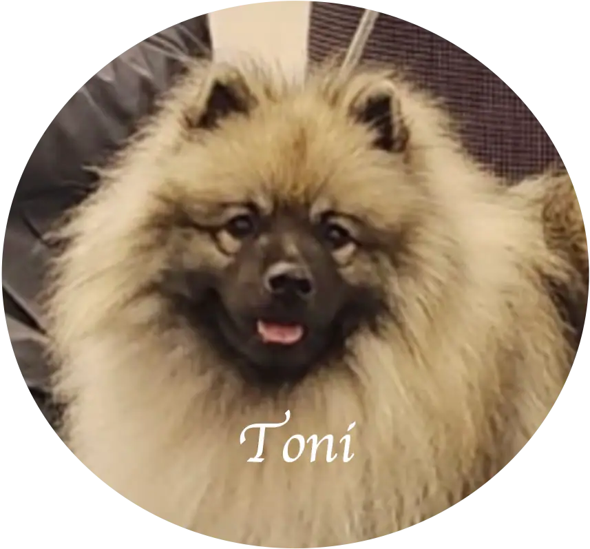 Porträt von Tony Stark