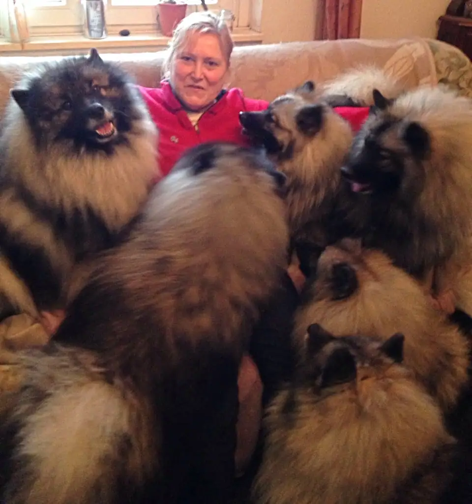 Renate sitzt auf dem Sofa, um sie herum liegen viele Wolfsspitze