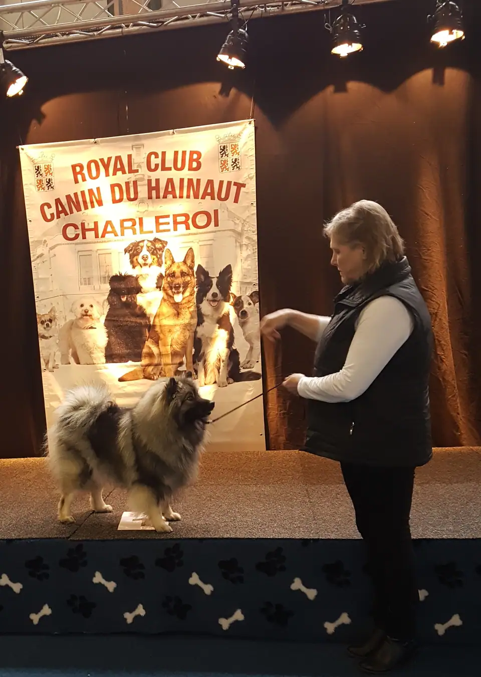 Wolfsspitz auf einer Bühne in Charleroi, Belgien