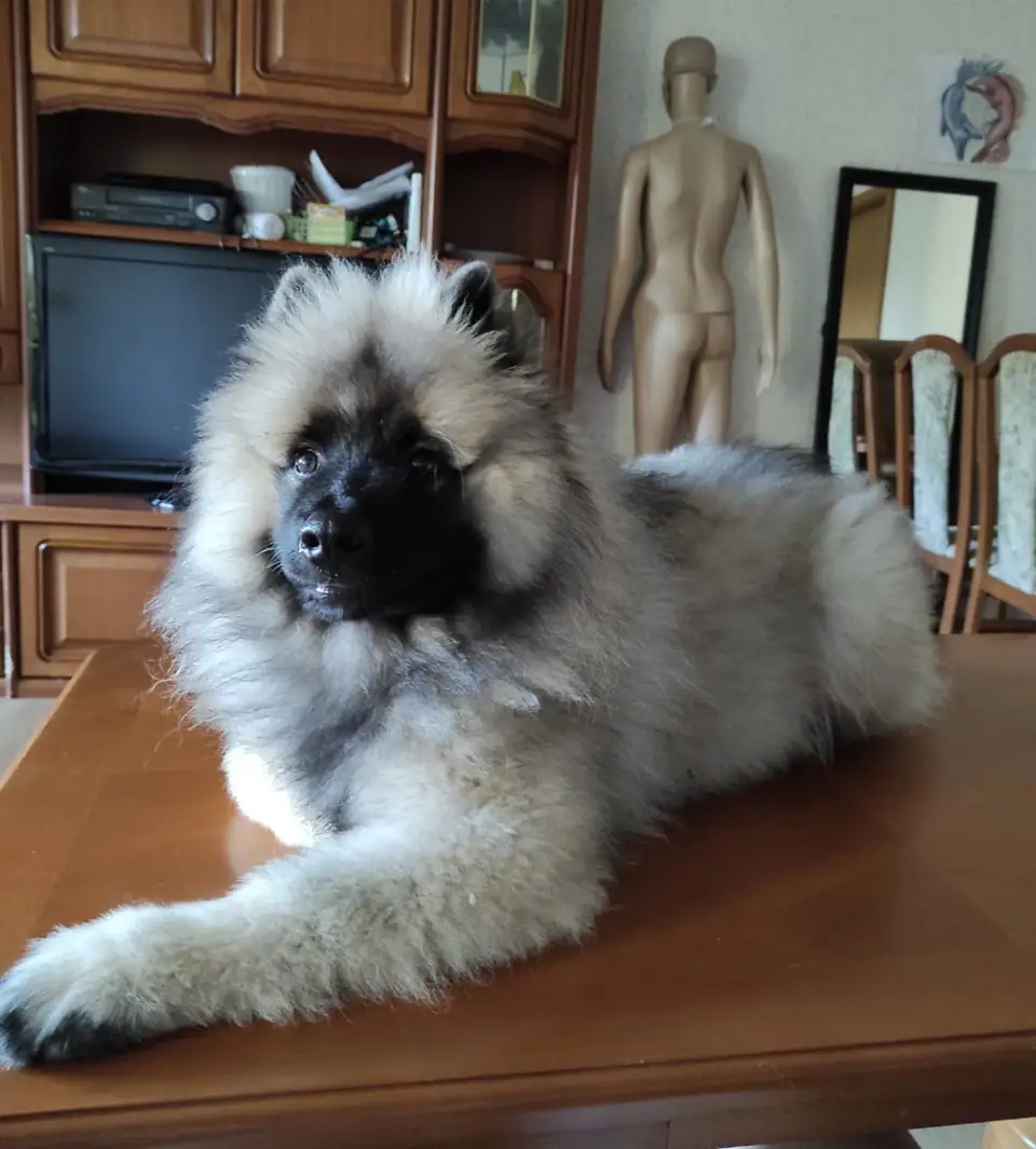 Sir Aslan, S-Wurf