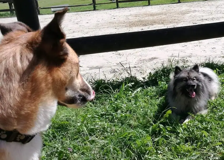 Inka, I-Wurf