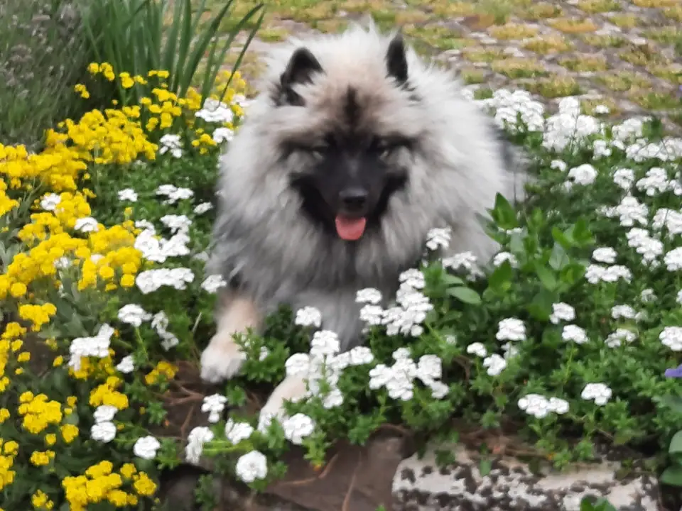 Ein Wolfsspitz liegt lachend zwischen Blumen