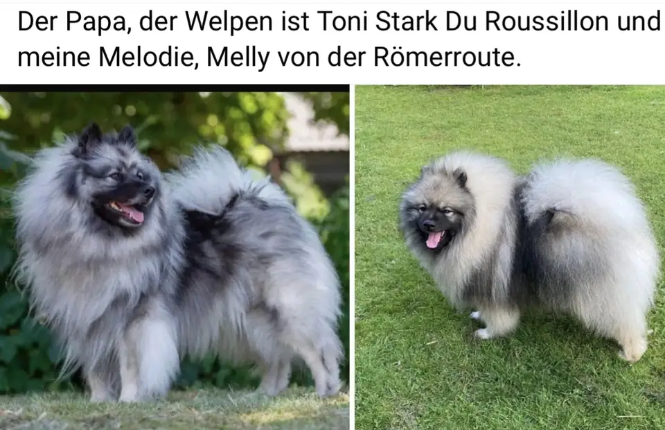 Foto aus dem T-Wurf