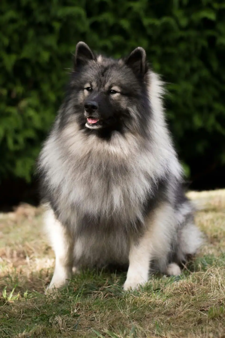 Inka, I-Wurf