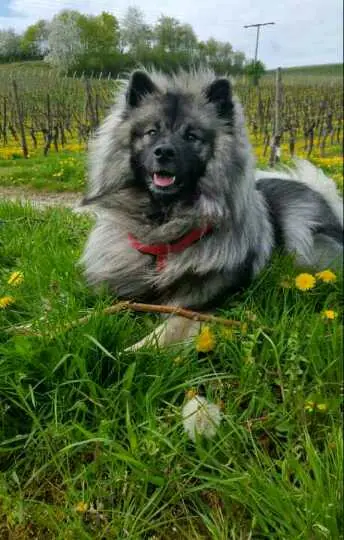 Foto aus dem I-Wurf