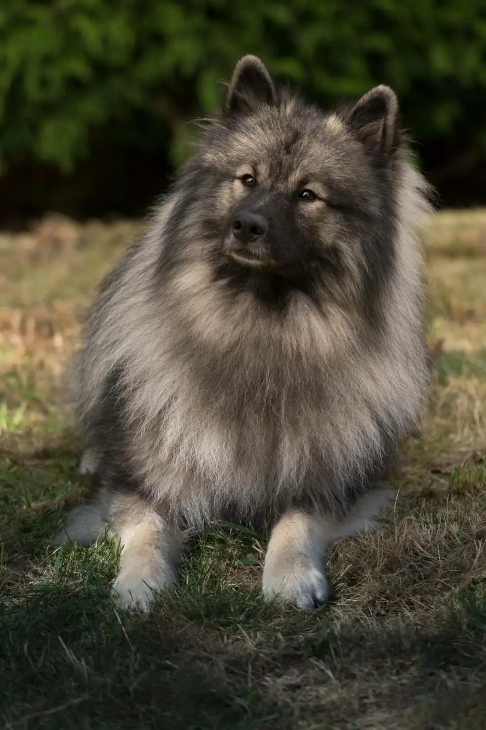 Inka, I-Wurf