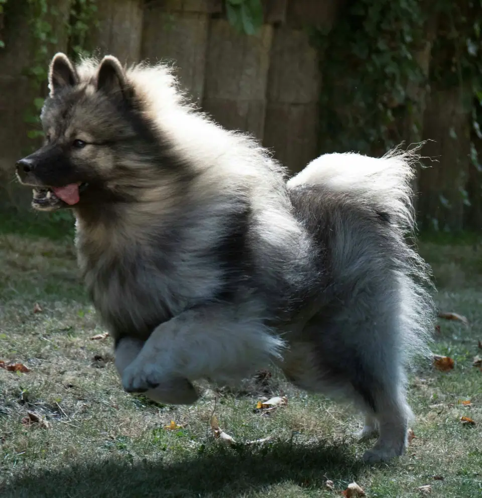 Inka, I-Wurf