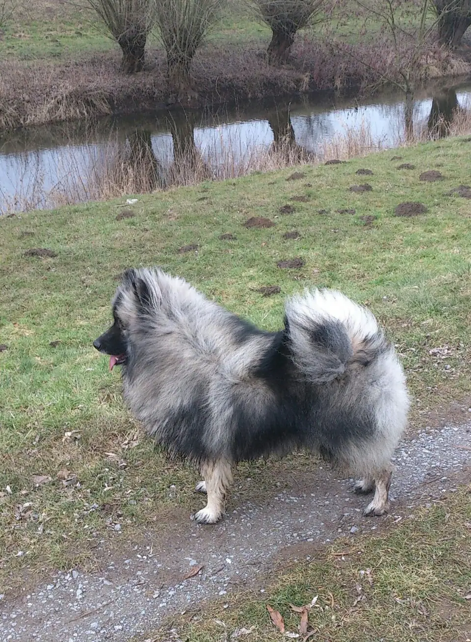 Itchy, I-Wurf